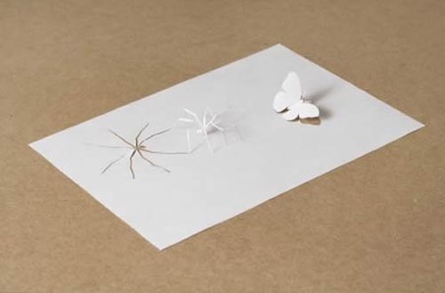spider